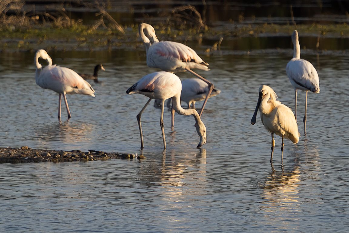 Espátula y flamencos