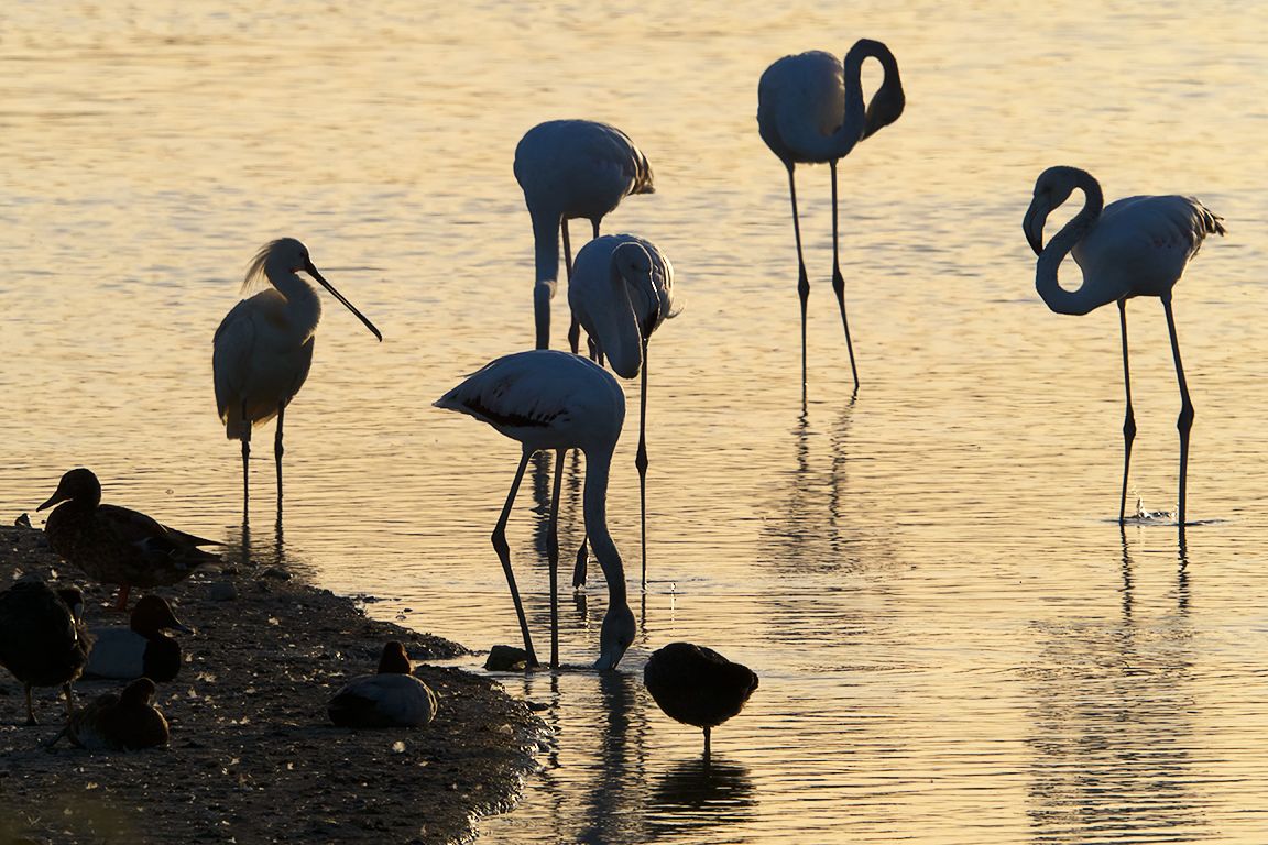 Espátula y flamencos