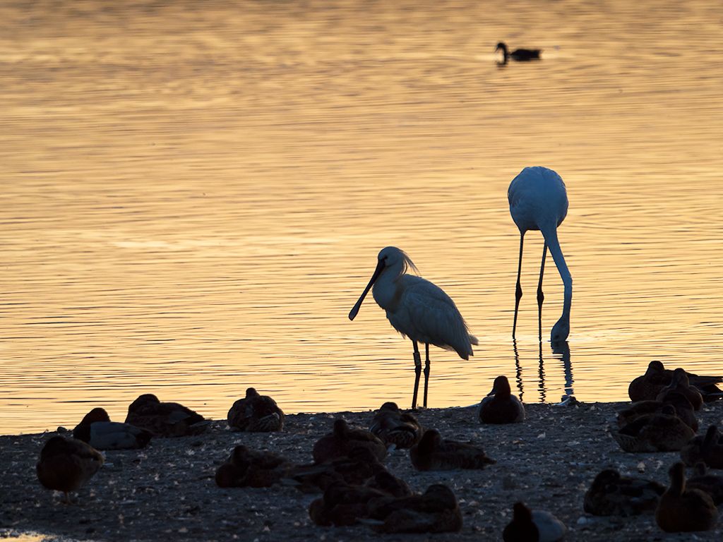 Espátula y flamencos