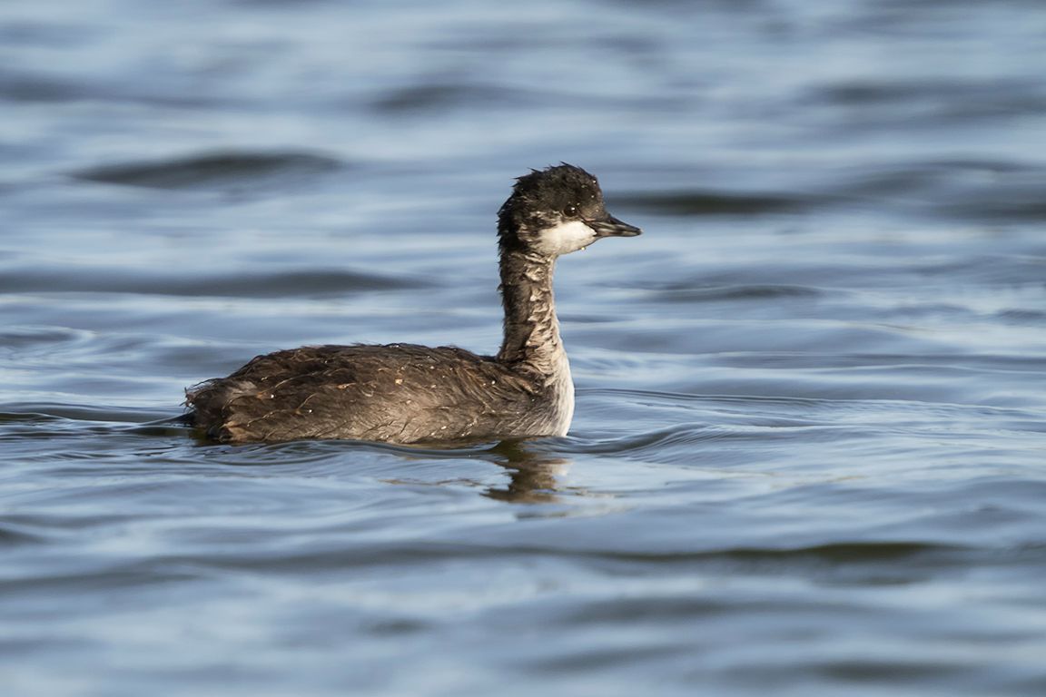 Juvenil de zampullín cuellinegro