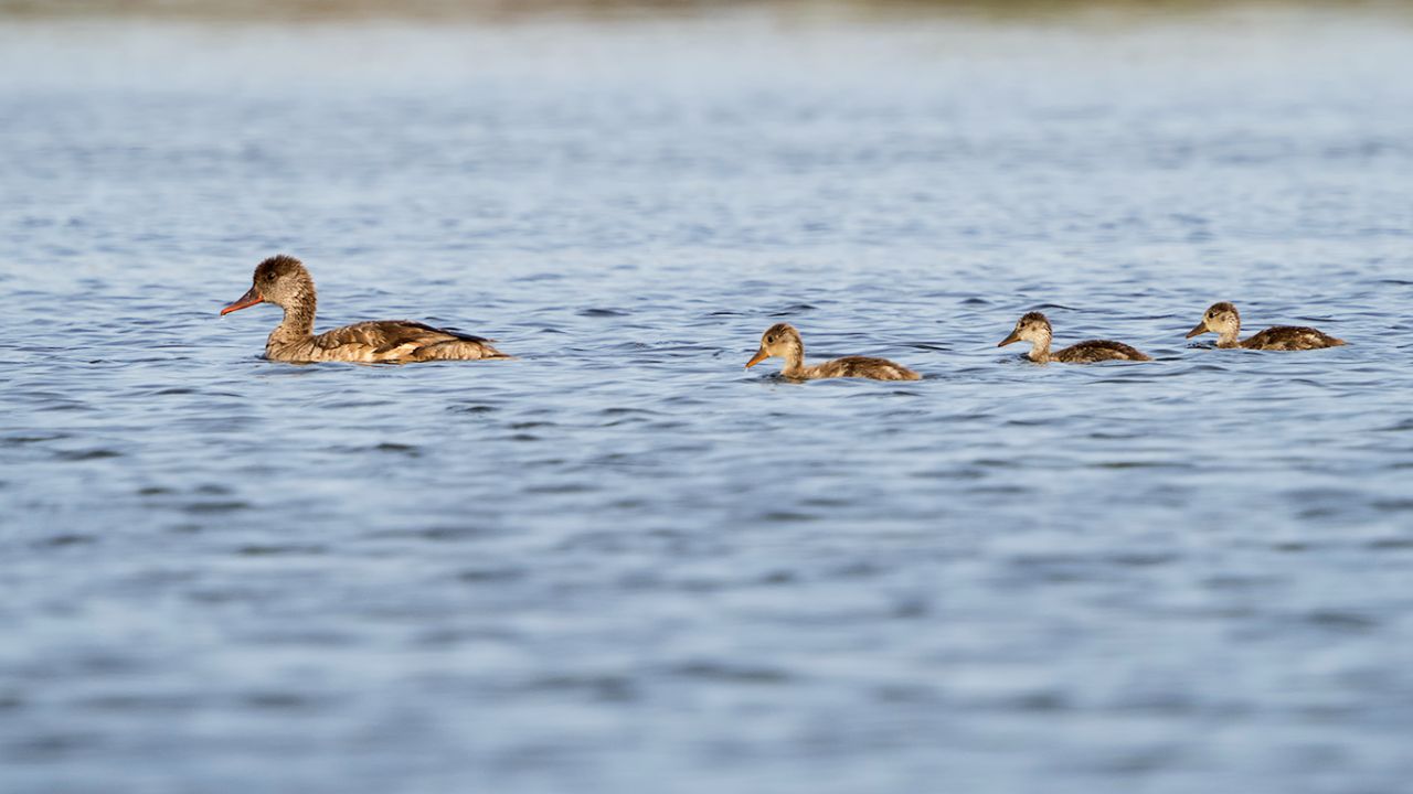 Pato colorado con su prole