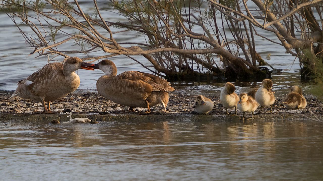 Pato colorado con su prole