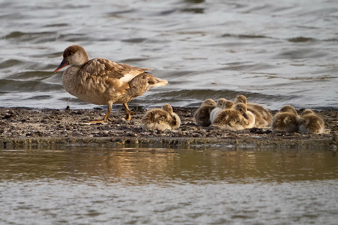 Pato colorado con su prole