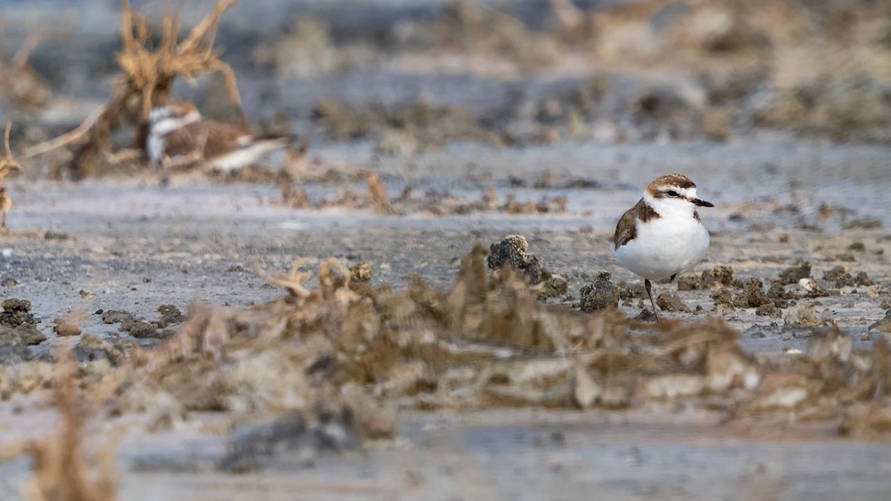 Chorlitejo patinegro