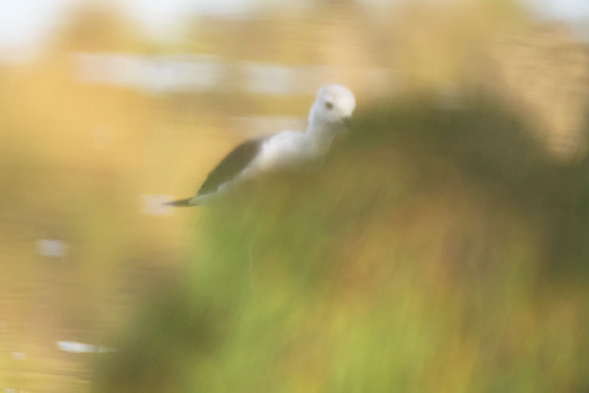 Reflejos de cigüeñuela