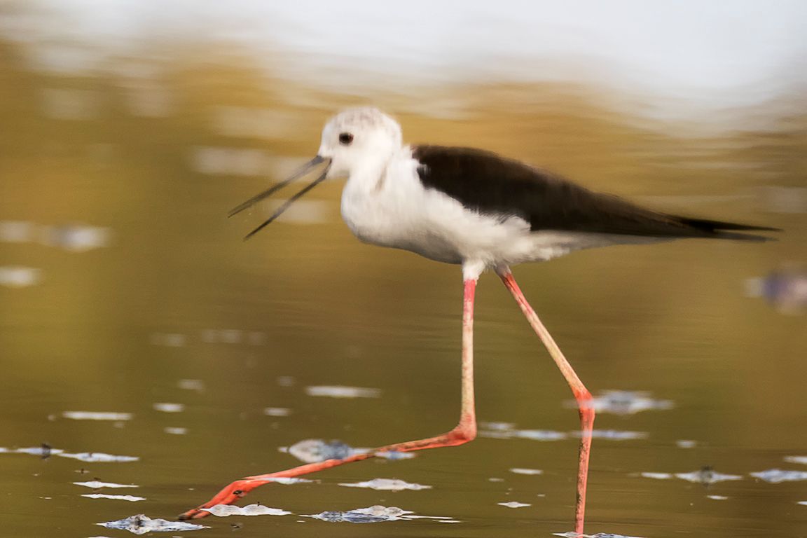 Reflejos de cigüeñuela