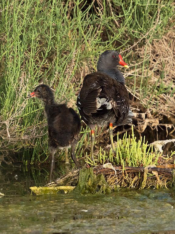 Gallineta y su pollo