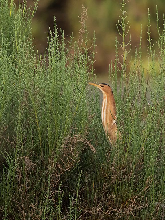 Hembra de avetorillo