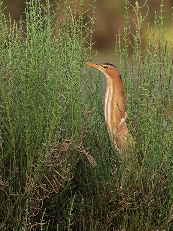 Hembra de avetorillo