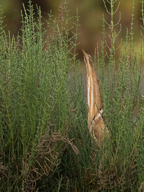 Hembra de avetorillo