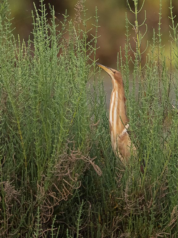 Hembra de avetorillo