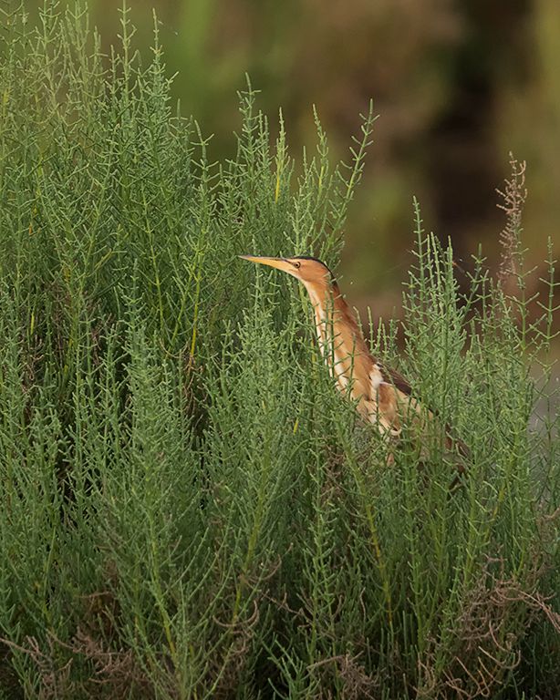 Hembra de avetorillo