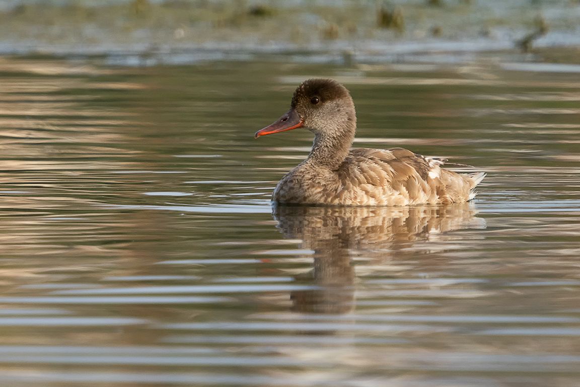 Hembra de pato colorado
