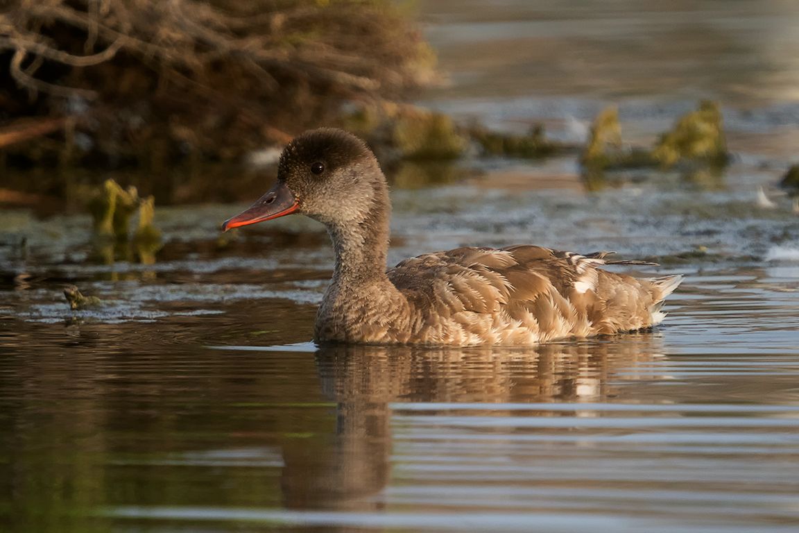 Hembra de pato colorado