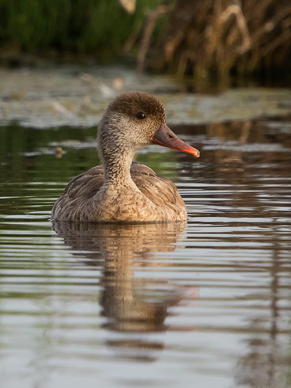 Hembra de pato colorado