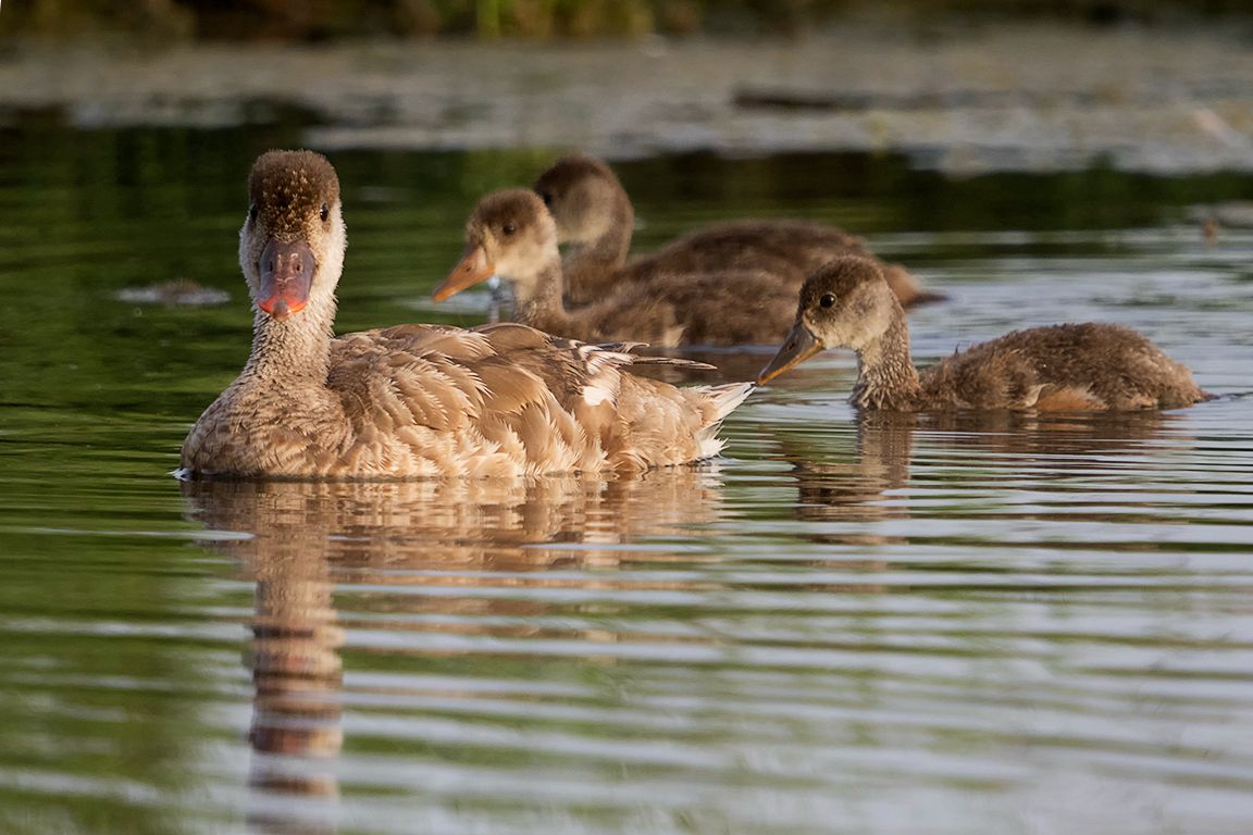 Hembra de pato colorado y crías