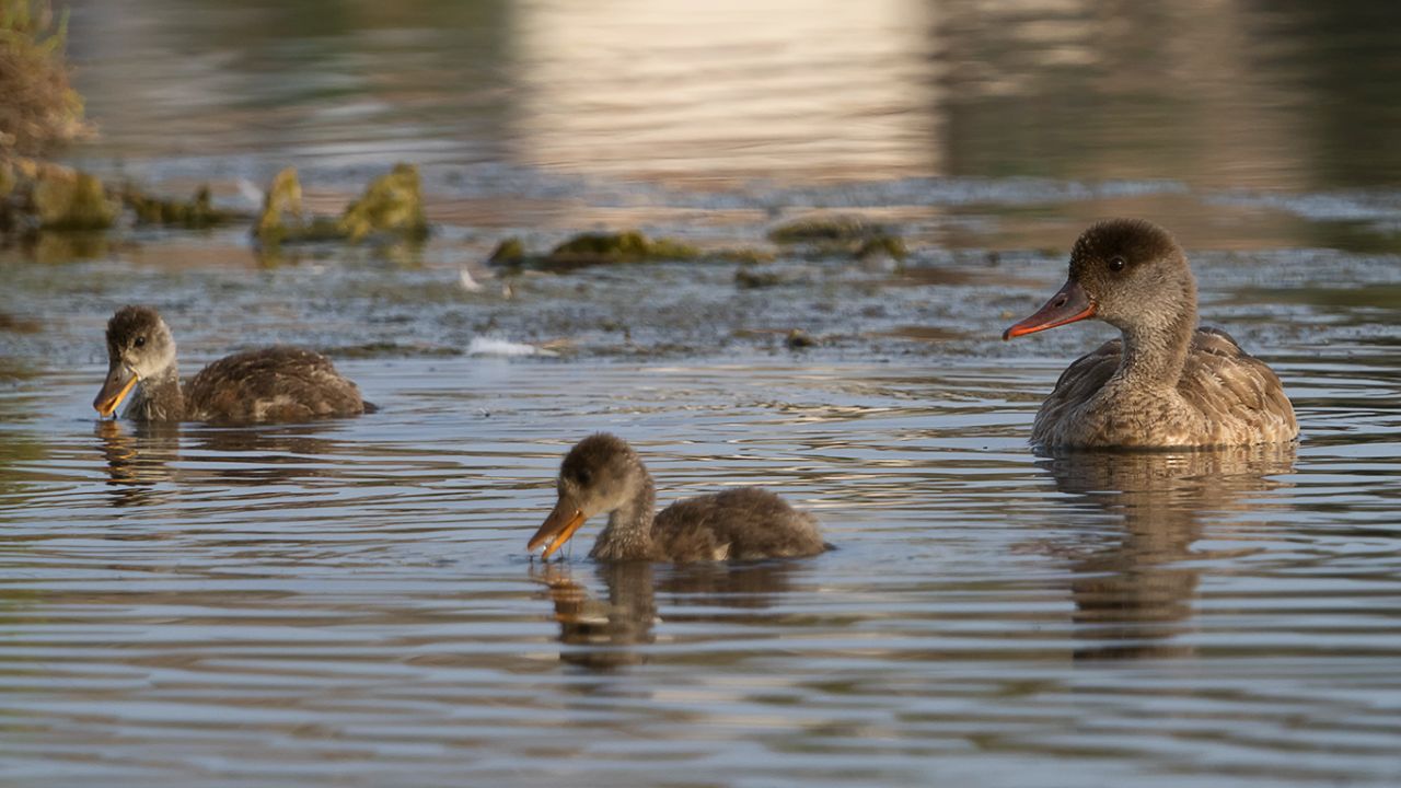 Hembra de pato colorado y crías