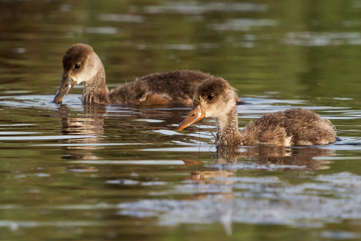 Pollos de pato colorado