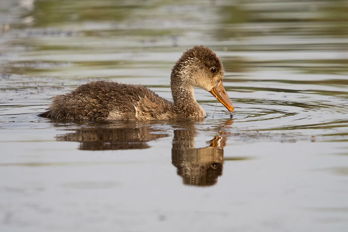 Pollo de pato colorado