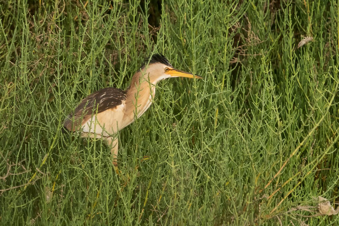 Hembra de avetorillo