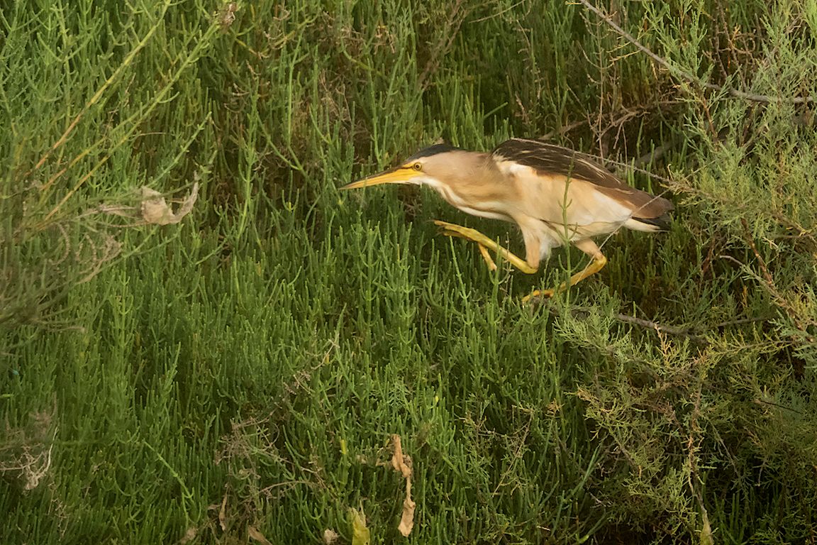 Hembra de avetorillo