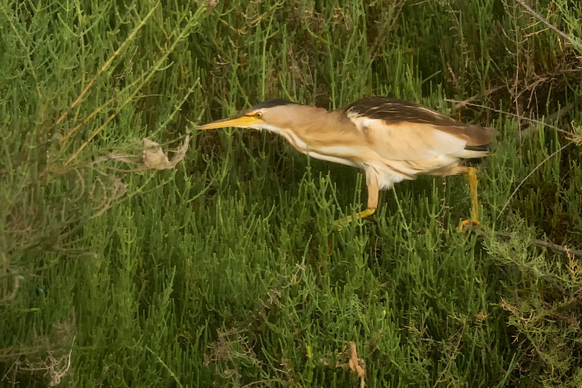 Hembra de avetorillo