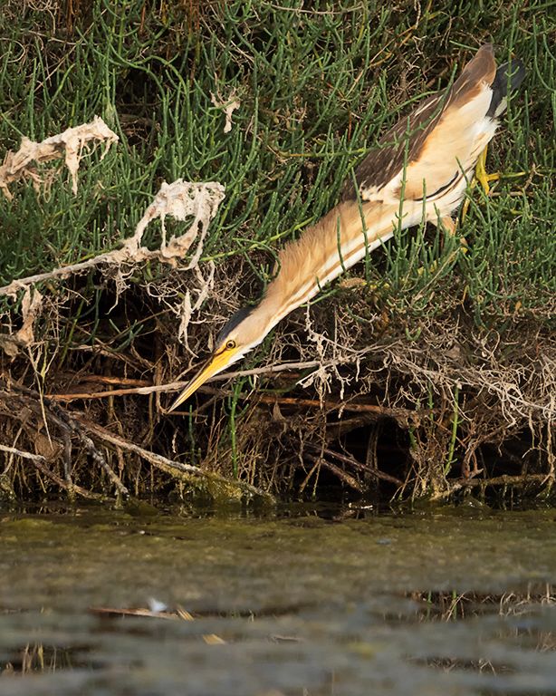 Hembra de avetorillo
