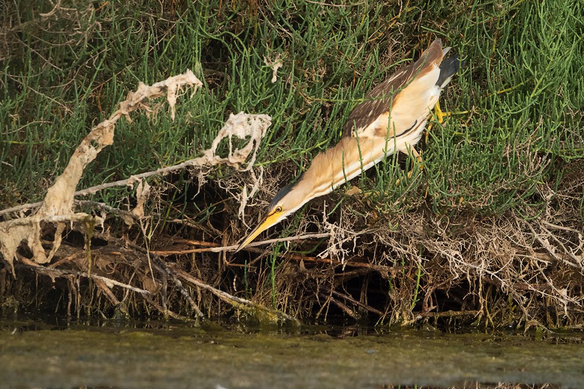 Hembra de avetorillo