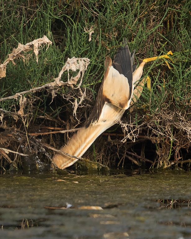 Hembra de avetorillo