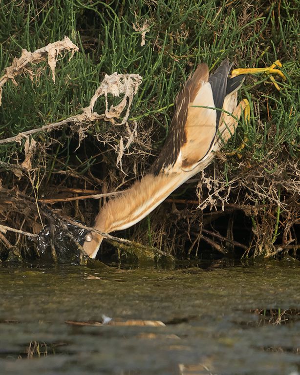 Hembra de avetorillo