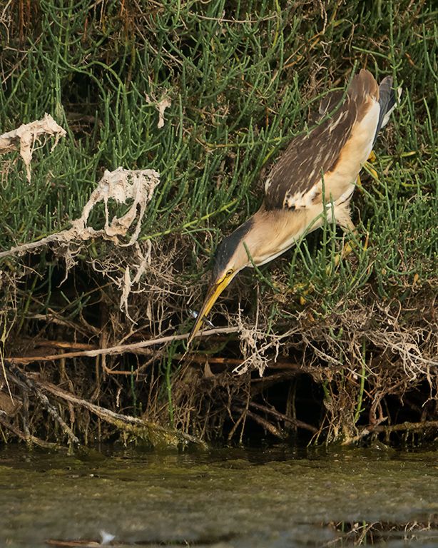 Hembra de avetorillo