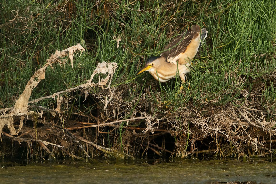 Hembra de avetorillo