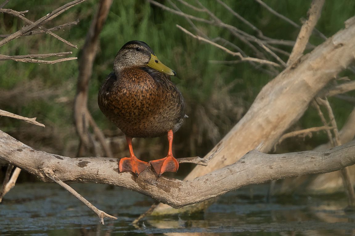 Hembra de ánade real