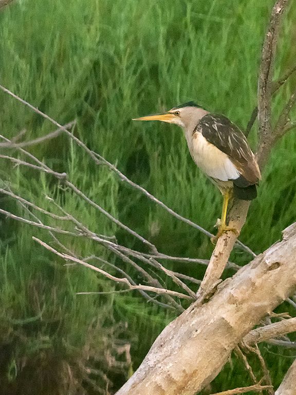 Hembra de avetorillo