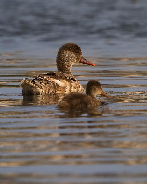 Hembra de pato colorado y pollo