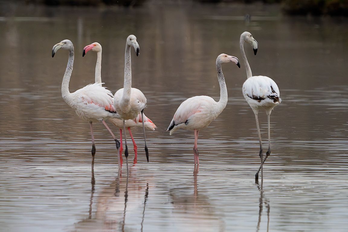 Flamencos