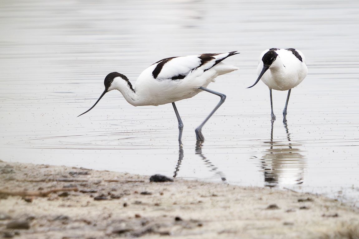Avoceta