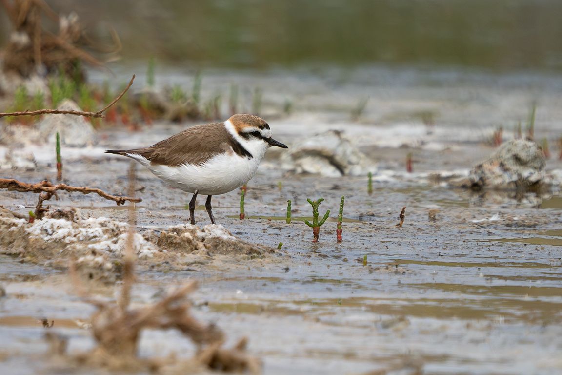 Chorlitejo patinegro