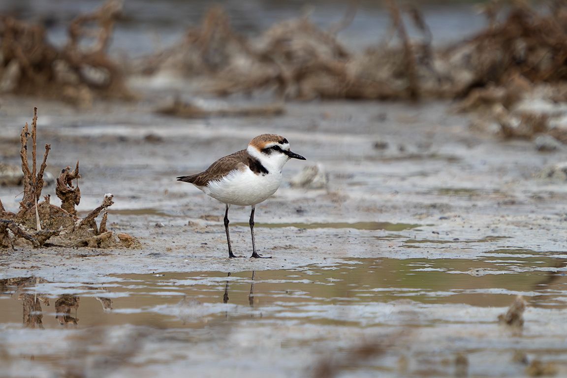 Chorlitejo patinegro