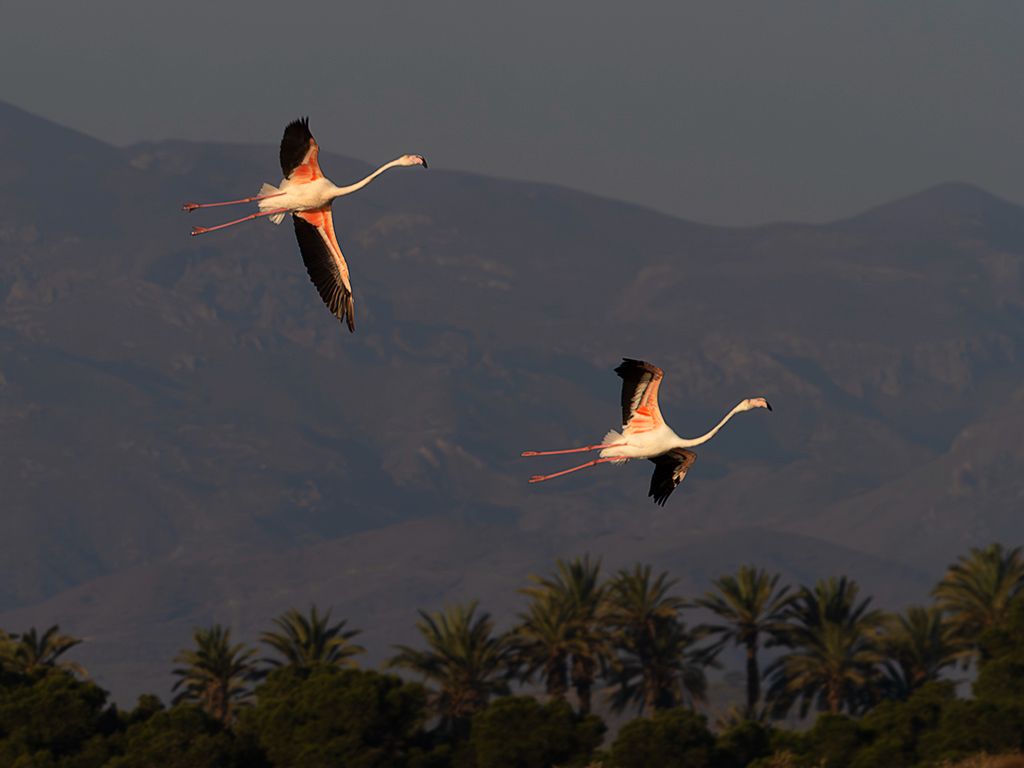 Flamencos