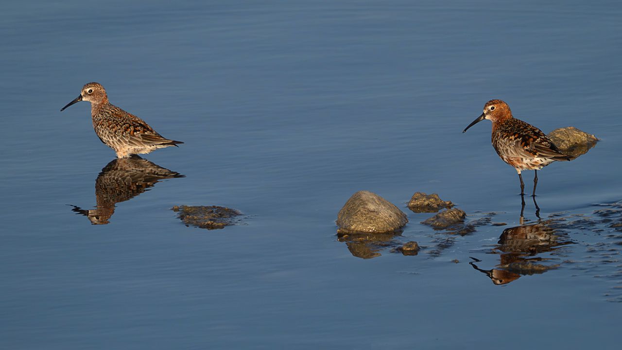 Correlimos zarapitín