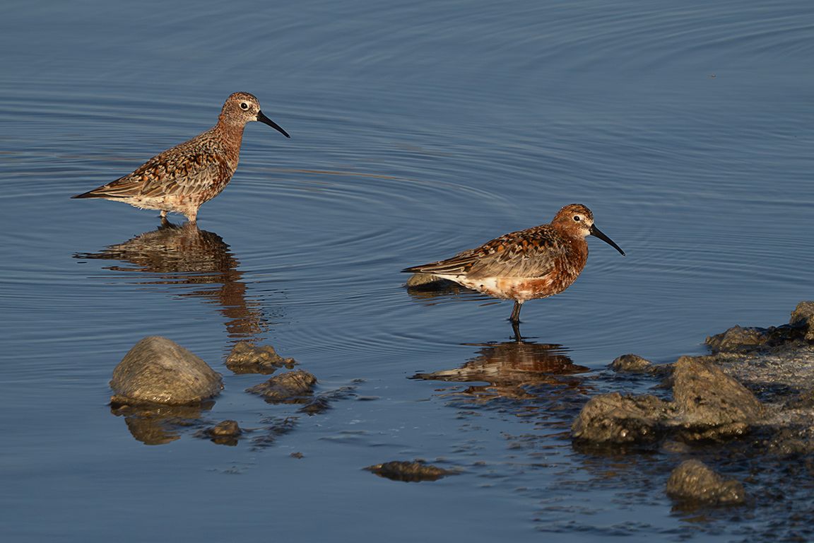 Correlimos zarapitín