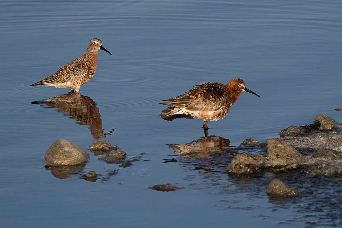 Correlimos zarapitín