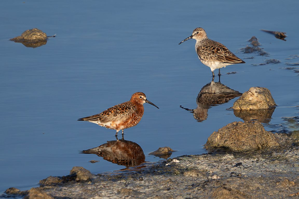 Correlimos zarapitín
