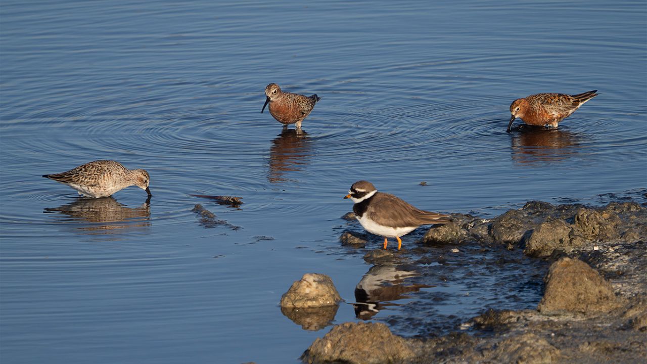 Correlimos zarapitín y chorlitejo grande
