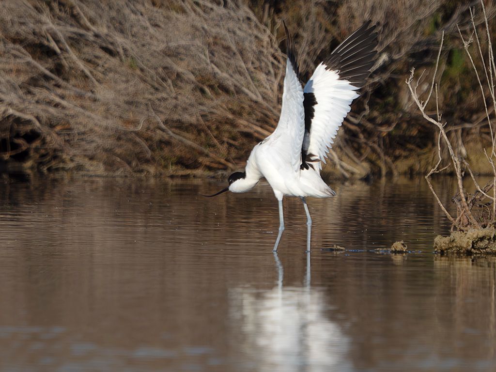 Avoceta