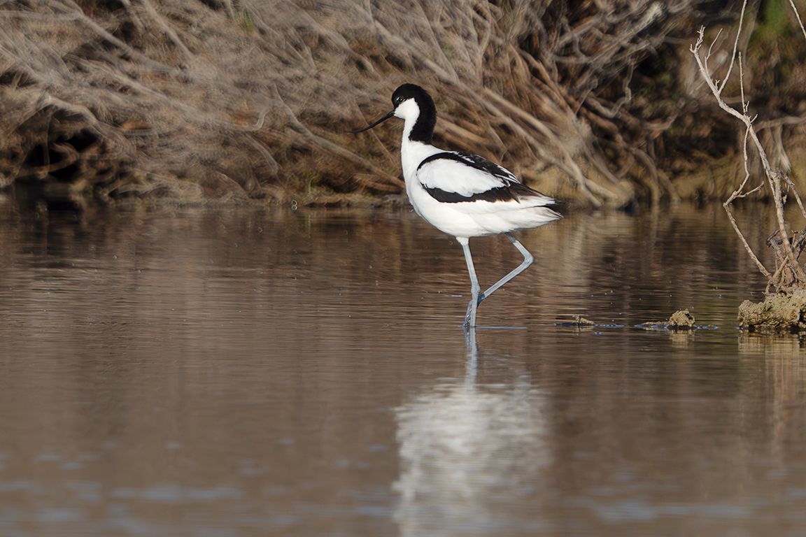 Avoceta