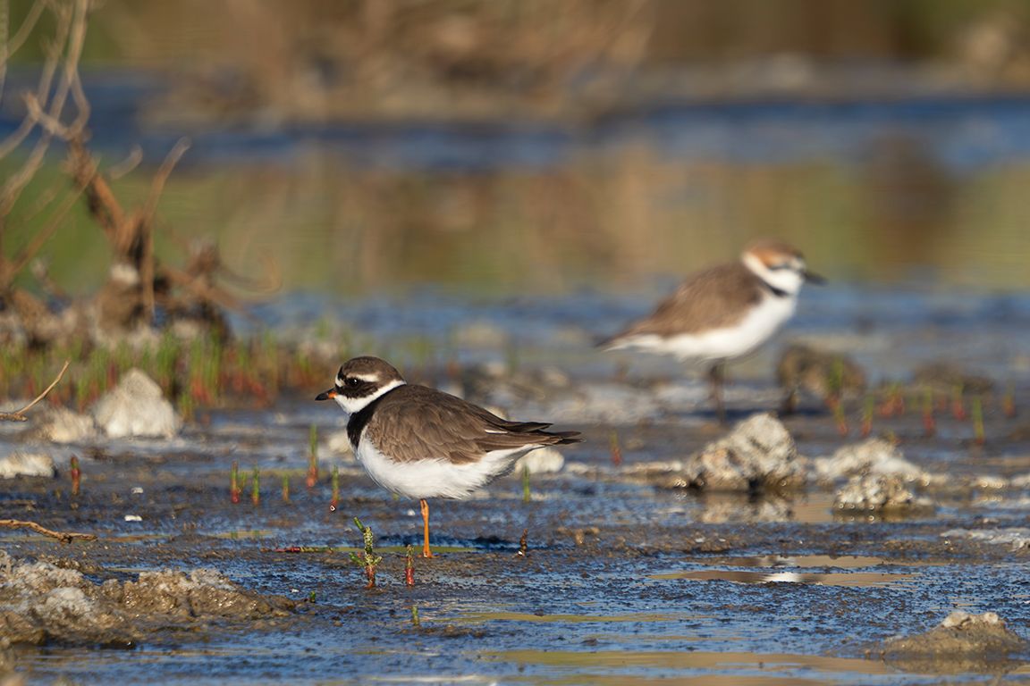 Chorlitejo grande y patinegro