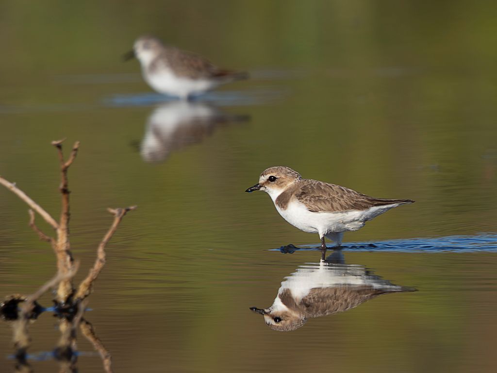 Chorlitejo patinegro y correlimos menudo