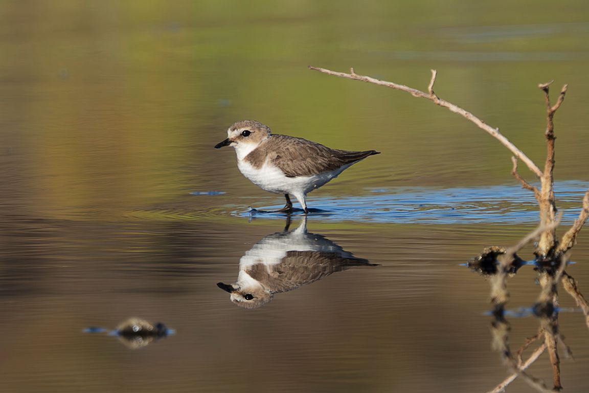 Chorlitejo patinegro